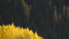 Ors_Octobre_021