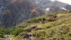 Saflischpass_13_045