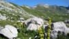 Dépendant de l'exposition et de l'altitude, la floraison des grandes gentianes s'étale au gré de la belle saison. Tour_Mt-Gond_002.jpg