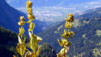 Grandes gentianes en fin de floraison sur fond d'agglomération contheysanne. Tour_du_Serac_002