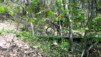 Varen_Planige_Cordona_009.jpg