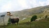 Plammis: la gardienne des lieux, aussi valaisanne que celle de Planigrächti, mais en plus impressionnant et odorant. Varneralp_09-05