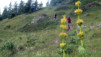 Varneralp_10_008