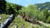... et gardien de chèvres sur un alpage valaisan en été, ou l'histoire d'un enrichissement humain à base de contrastes. Varneralp_11_2_005