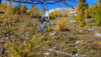 Varneralp_12_3_031