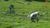 Varneralp_2013_1_042