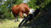 alpe_di_viou_006