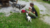arpille_bovine_14_027