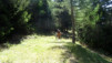 arpisson_008