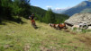 arpisson_016