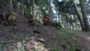 arpisson_031