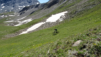 basset_019