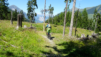 basset_026