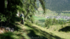 basset_027