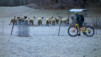 bisse_varen_20_002