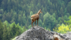 cabane_tourche_001