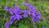 charriere_clambin_dent_008