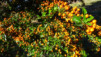 chaux_16_010