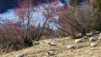 chaux_16_013