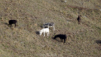 chaux_charriere_11_20_00013