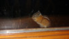 chilcotin_041
