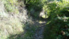 col_citrin_010