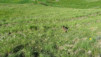col_de_mille_e_18_001