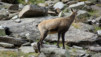 col_du_lauson_007