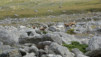 col_du_lauson_034