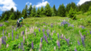 comba_plane_025