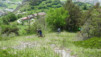 cordona_albinen_018