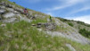 cordona_albinen_025
