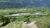cordona_albinen_032