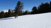 Au royaume des arolles, le Bitschhorn est roi ! cret_du_midi_004