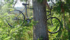 cumberland_024