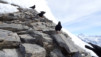 daubenhorn_17_012