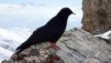 daubenhorn_17_013