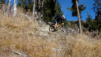 dent_21_020