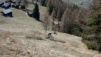 dent_de_lait_22_005