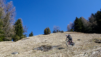 dent_de_lait_22_006