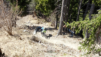 dent_de_lait_22_016