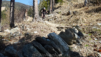 dent_de_lait_22_017