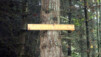 Maple Syrup, branche montante. duncan_007