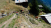 dzenelle_027