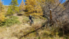 eperviers-cretes_21_022