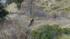 eperviers_cretes_20_015