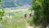 faesilalpu_014