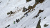gentianes_parrain_033