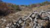 Vieilles branches et sentiers usés. graechmatten_20_026