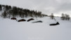horlini_18_003
